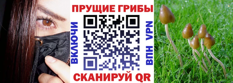 Псилоцибиновые грибы Psilocybe  Валдай 